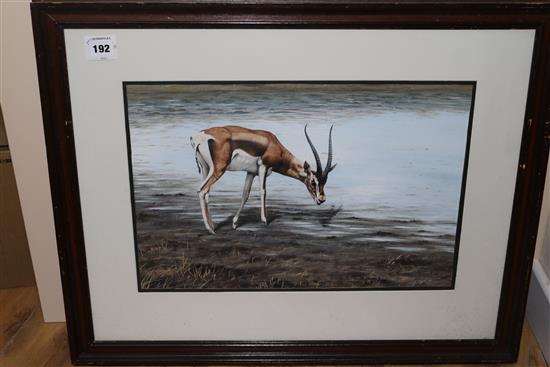 Alan M. Hunt (1947-) Study of a gazelle watering 12.5 x 18in.